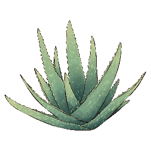 Aloe_Vera_used_in_CBD_Oil_Products.