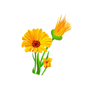 Calendula_Flowers_used_in_CBD_Oil_Products.