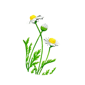 Chamomile_Essential_Oil_used_in_CBD_Oil_Products.