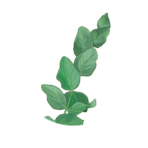 Eucalyptus_Essential_Oil_used_in_CDB_Oil_products.