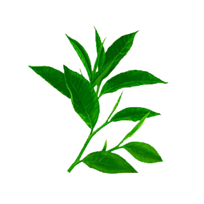 Green_Tea_Seed_Oil_used_in_CDB_Oil_products.