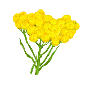 Helichrysum_Essential_Oil_used_in_CDB_Oil_products.