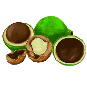 Kakui_Nut_Oil_used_in_CDB_Oil_products.