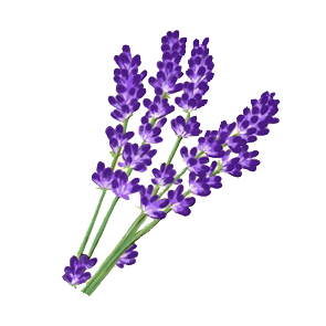 Lavender_Essential_Oil_used_in_CDB_Oil_products.