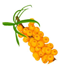 Sea_Buckthorn_Oil_used_in_CDB_Oil_products.